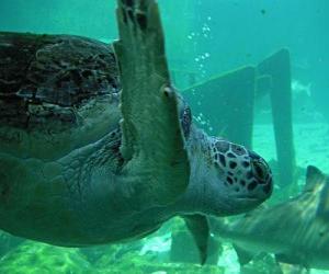 пазл Морские черепахи